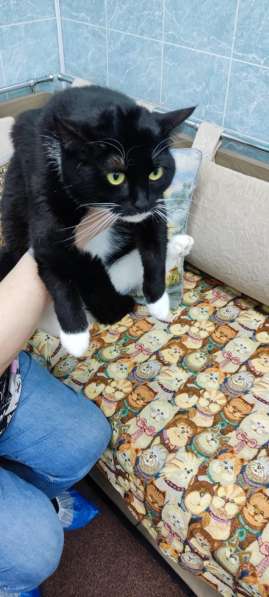 Кошечка Ромашка в добрые руки в Москве фото 17