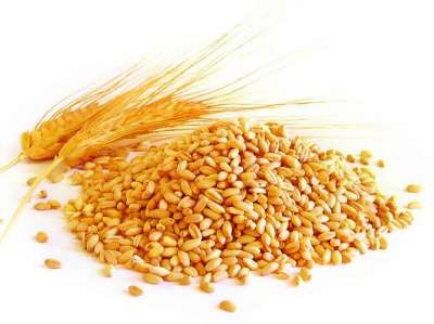 Куплю Паи Зерна Кукуруза Пшеница Ячмень