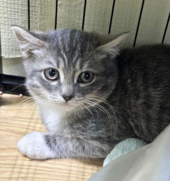 Котята в добрые руки! в Москве