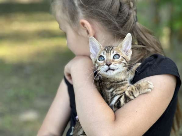 Бенгальские котята снежного окраса в фото 14