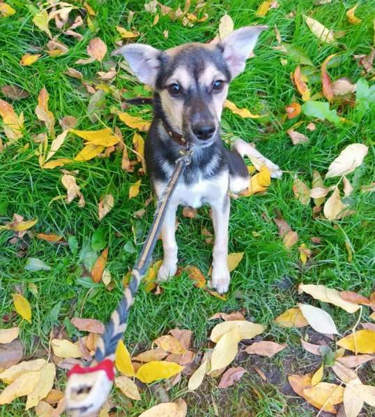 Домашний щенок от небольшой собачки