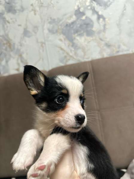 Корги кардиган в Павловском Посаде фото 3