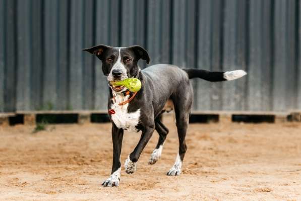 Цирковой пёс Барни в добрые руки в Москве фото 5