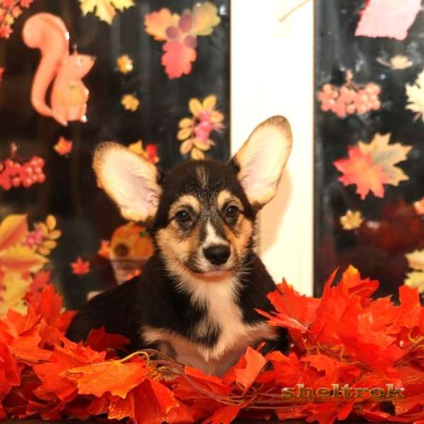 Щенки Вельш корги пемброк от sheltrok в Туле