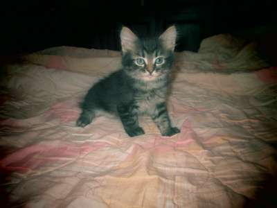 котята в добрые руки в Москве фото 3