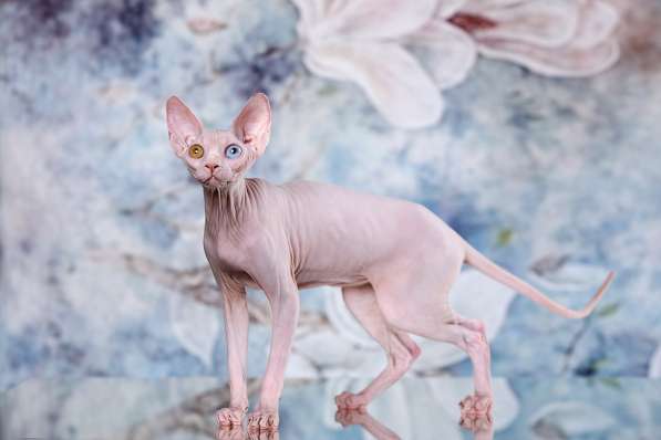 Питомник канадских сфинксов, эльфов, бамбино в Самаре фото 6