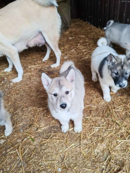 Щенки Западно-сибирской лайки от Чемпиона в Курске фото 4