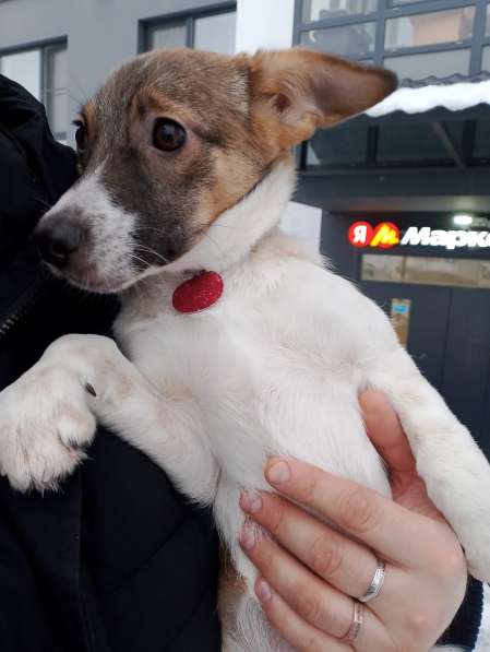 Маленькая и ласковая собачка, диванный вариант в Санкт-Петербурге фото 3