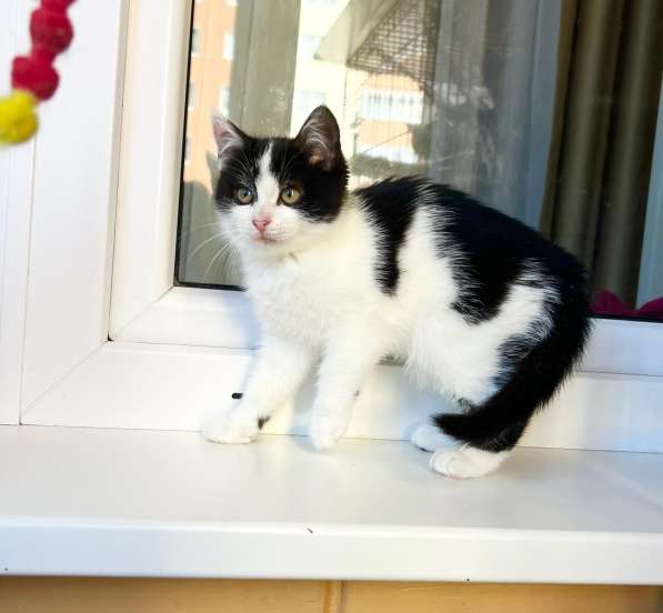 Котенок Мультик в самые добрые руки в Москве фото 6