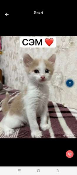 Отдаю котят в добрые и заботливые руки в Новочебоксарске фото 3