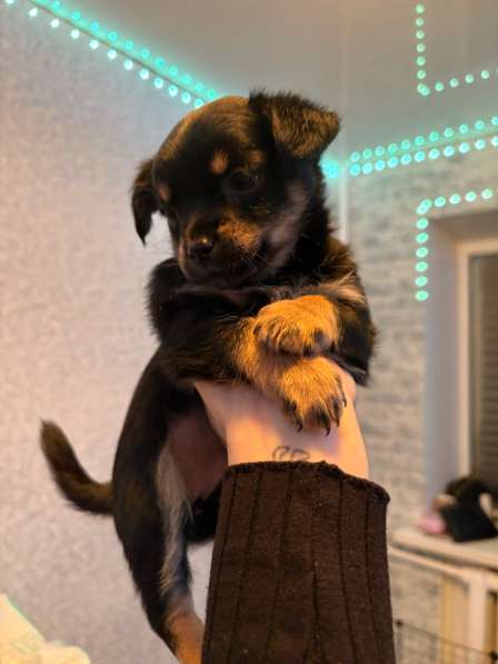 Отдам щенят в добрые руки в Серпухове фото 3