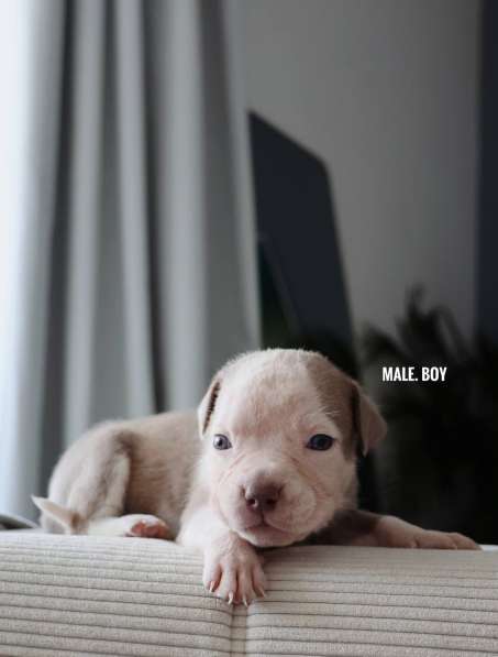 American bully puppy в фото 4