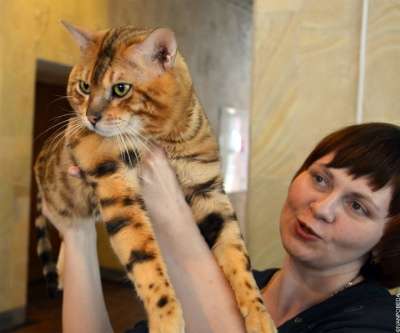 Международная выставка кошек всех пород в Хабаровске фото 3