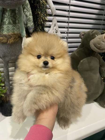 Pomeranian spitz. Boy and girl в 