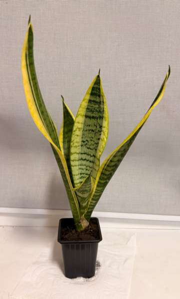 Сансевиерии (Тещин язык // Щучий хвост)
