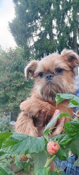 Брюссельский ГРИФФОН мальчик 4 мес в фото 4