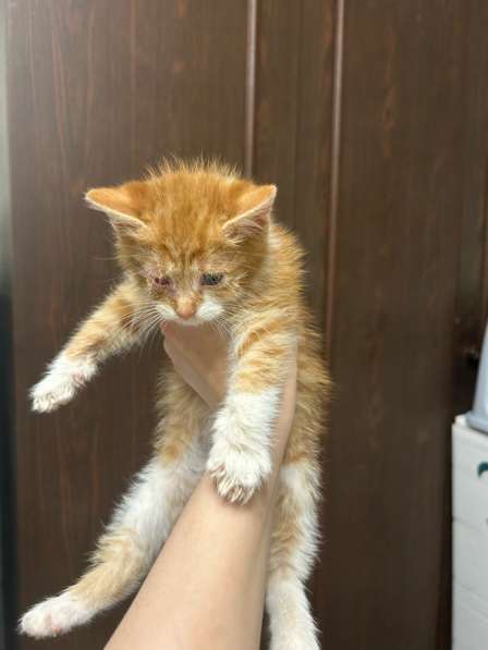 Котенок в добрые руки