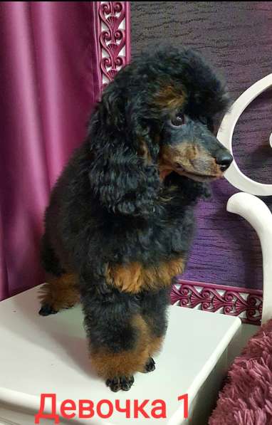 Пуделята фантомы щенки в Москве фото 12