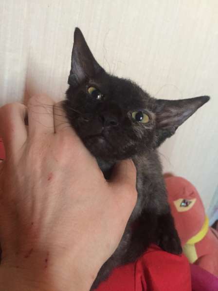 Сфинкс Гера в Волгодонске