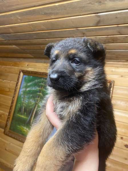 Щенок немецкой овчарки