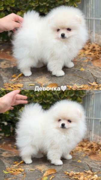 Померанский шпиц