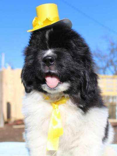 Щенки ньюфаундленда США-Франция&ndash;Дания! в Санкт-Петербурге фото 6