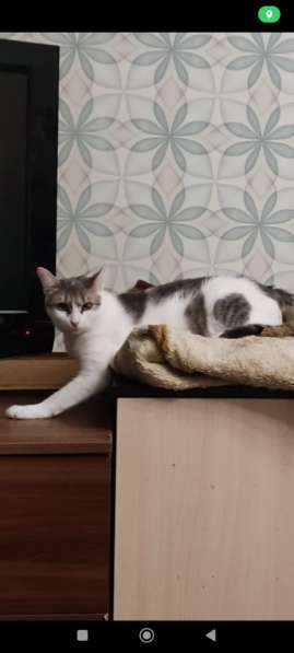 Кошечка Фрося в добрые руки в Москве фото 12