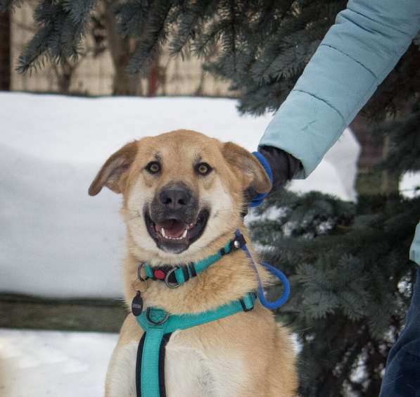 Чудесная Барабулька ищет дом и любящую семью! в Москве