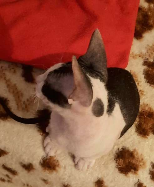 Донской сфинкс, мальчик в Санкт-Петербурге фото 6