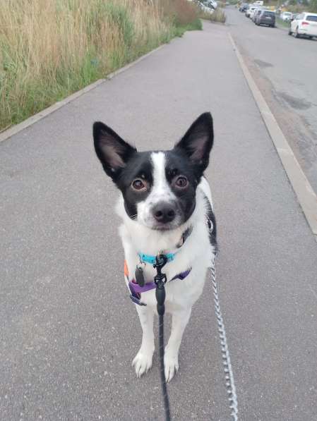 Маленькая домашняя собачка ищет дом в Санкт-Петербурге фото 5