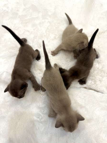 Клубные бурманские котята в Екатеринбурге фото 3