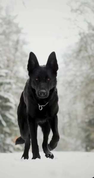 Немецкая овчарка черная в Черногорске фото 3