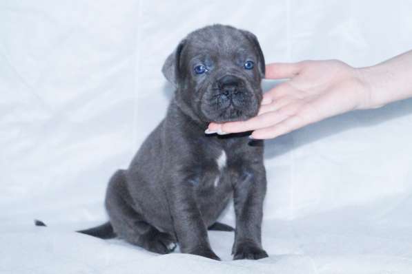 Кане корсо щенки от Интерчемпионов в Новосибирске фото 4