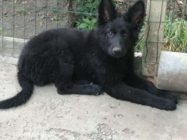 Алиментный щенок черной немецкой овчарки длинношерстной DDR