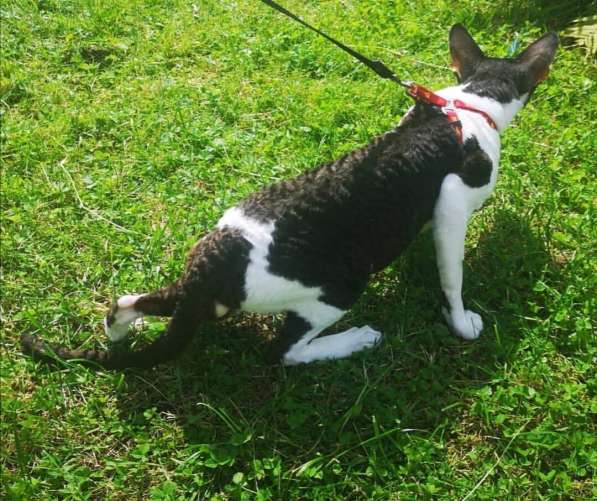 Кот для вязки в Москве фото 3