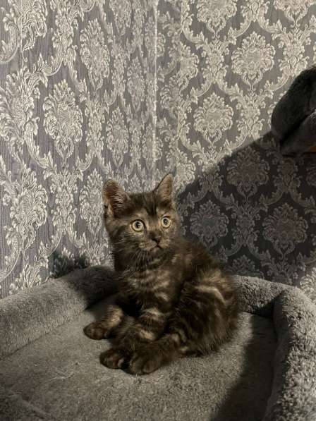 Замечательный котёнок девочка в фото 4