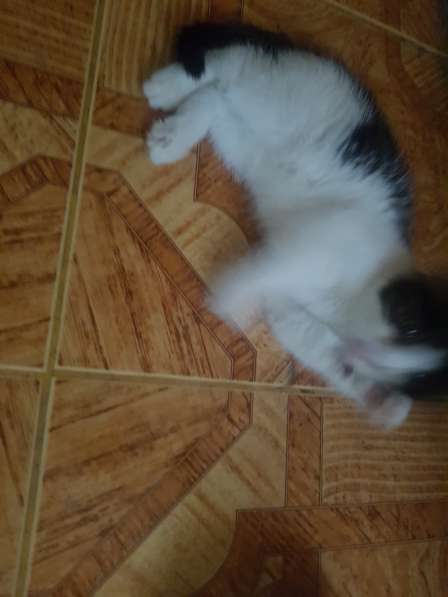 Отдам котенка в Дмитрове фото 19