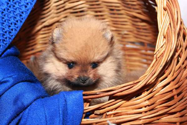 Немецкий \цвергшпиц\ шпицы в Старом Осколе фото 5