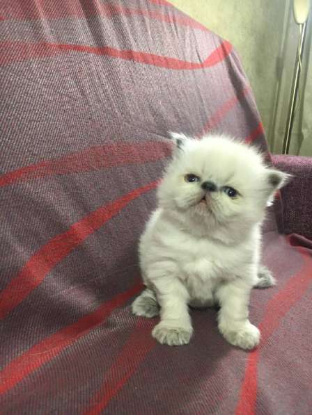 Экзотическая кошка (экзот-экстримал). Редкий окрас в фото 8