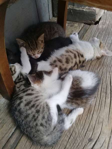 Котята в подарок) в фото 7