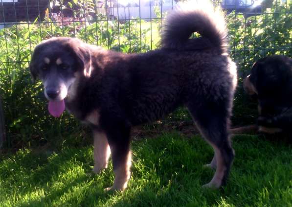 Тибетский мастиф - лучший страж на территории в Москве фото 182