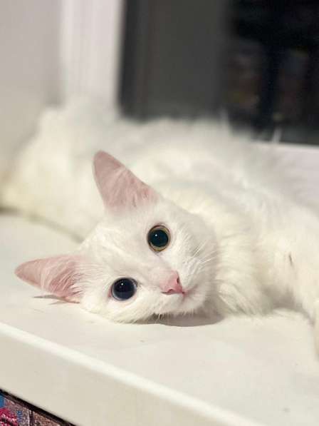 Потрясающе красивая белая кошка Жемчужинка в дар