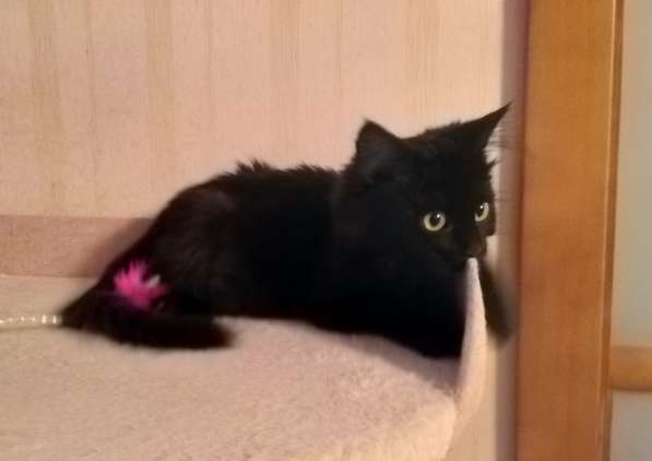 Котенок девочка в добрые руки в Москве фото 13