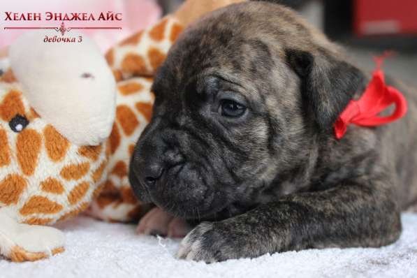 Щенки Американского Пит-бультерьера в фото 19