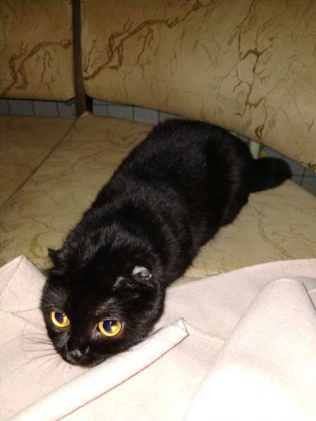 Кошка, три года, порода не известна, второй такой нет в Пятигорске