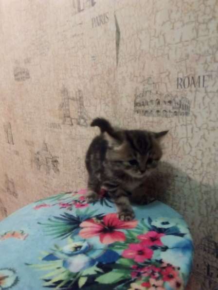 Котята британцы в Челябинске фото 5