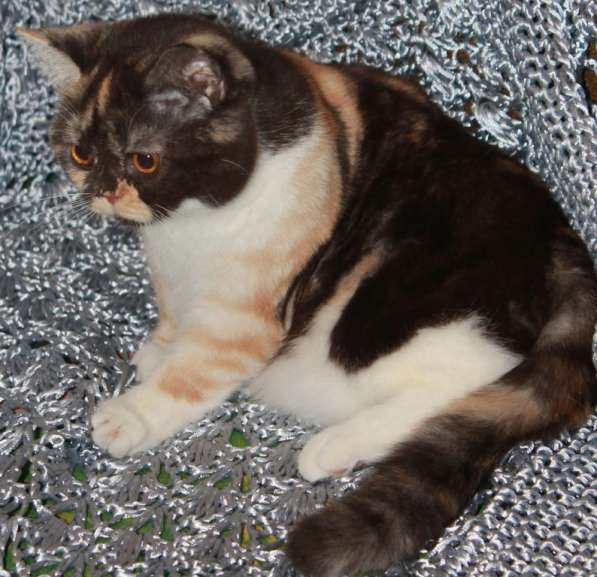 Коты и кошки британские в Новокузнецке фото 4