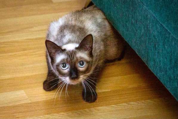 Смешная невидимка кошка Чуча ищет дом в Москве