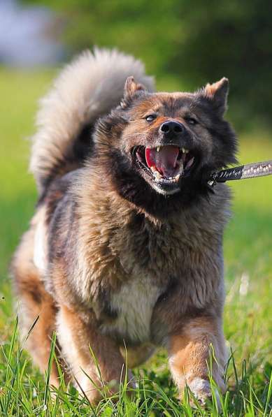 Ищет заботливых хозяев потрясающая собака Ресси в Москве фото 11