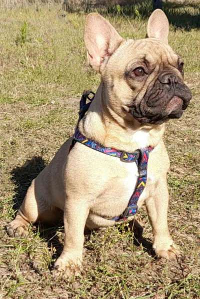 Французский бульдог